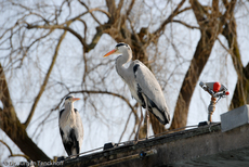 Graureiher (2 von 15).jpg